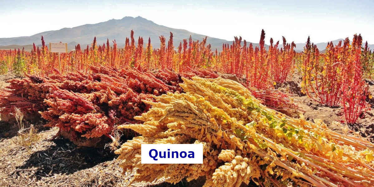 Quinoa har et højt indhold af magnesium