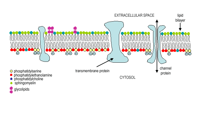 fosfatidylserin membran