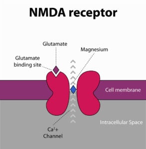 nmda-receptor